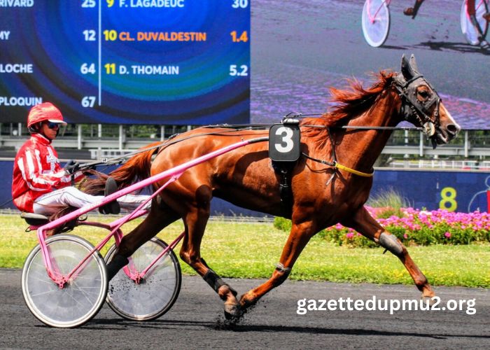 Prono Choc Turf